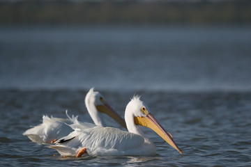 American white pelican