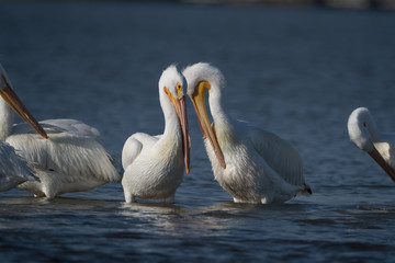 American white pelican