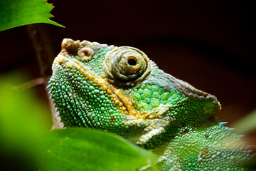 Chamäleon