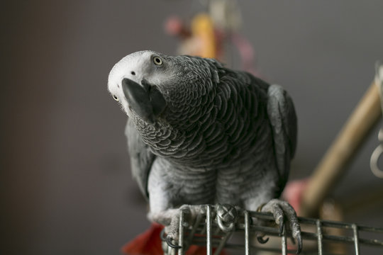 curios african gray parrot 