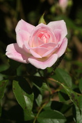 Beautiful Blushing pink Rose