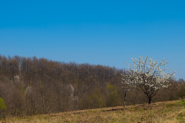 Spring countryside landscape. Blossom trees.
