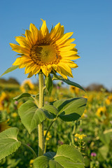 Biene im Sommer auf Sonnenblume