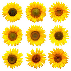 Sunflowers collection on the white background. Yellow flower. Seeds oil. Flat lay, top view