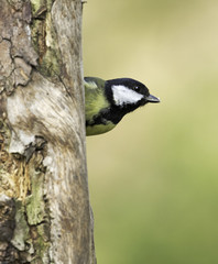 Blue tit hiding