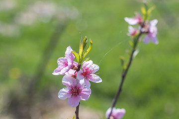 Close up Peach Tree Blossoms Pink flowers in early spring, natural background springtime