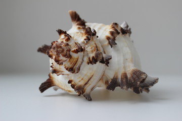 part of the deep sea