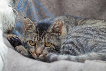 Katerchen