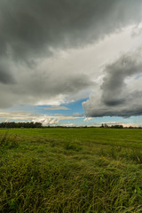 Wheat fields. Sunny summer landscape. Beautiful massive clouds. Stormy clouds.
