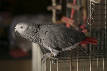 Curious African Gray Parrot
