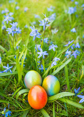 bunte Ostereier auf der Wiese versteckt zwischen Blumen