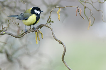 Mésange dans un noisetier tortueux