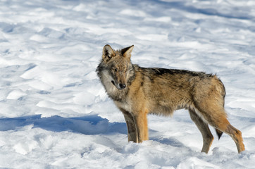 Young italian wolf (canis lupus italicus) in wildlife centre "Uomini e lupi" of Entracque, Maritime Alps Park (Piedmont, Italy)