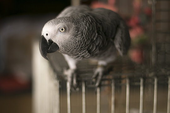 Curious African Gray Parrot