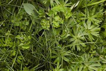 Grüne Wiese von oben