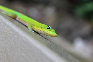 curious lizard