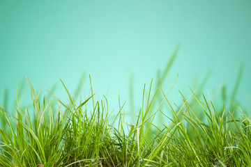 Sheets of lush grass on natural background