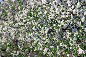 orchard tree branch with flowers spring season nature
