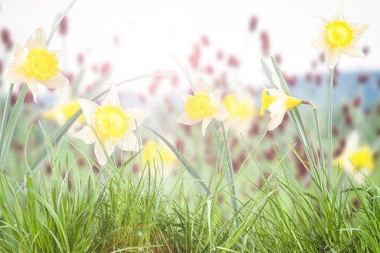 beautiful bunches of daffodils growing in the grass