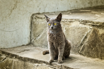Portrait of alien cat with yellow eyes sitting on a footstep