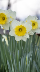 Yellow daffodil narcissus flowers blooming. Spring landscape background.