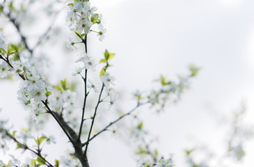 White cherry sping blossom macro