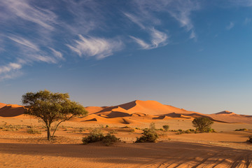 Fototapeta na wymiar The scenic Sossusvlei, clay and salt pan with braided Acacia trees surrounded by majestic sand dunes. Namib Naukluft National Park, main visitor attraction and travel destination in Namibia.
