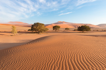 Fototapeta na wymiar The scenic Sossusvlei, clay and salt pan with braided Acacia trees surrounded by majestic sand dunes. Namib Naukluft National Park, main visitor attraction and travel destination in Namibia.