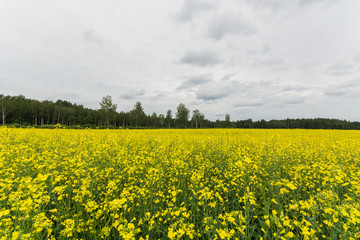 Obraz premium Green autumn fields with massive stormy clouds. Nature landscape.