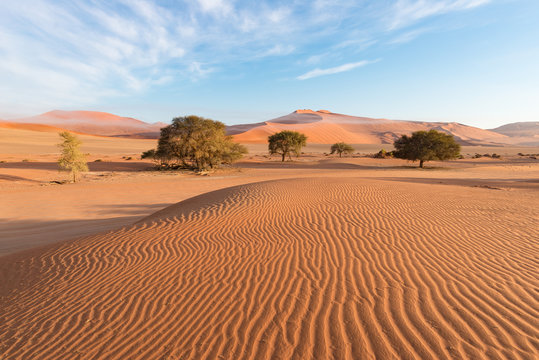 The scenic Sossusvlei, clay and salt pan with braided Acacia trees surrounded by majestic sand dunes. Namib Naukluft National Park, main visitor attraction and travel destination in Namibia.