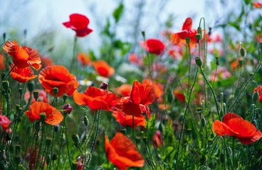 Fototapeta na wymiar Field of red poppies