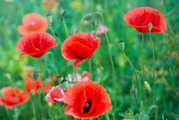 Naklejka premium Field of red poppies