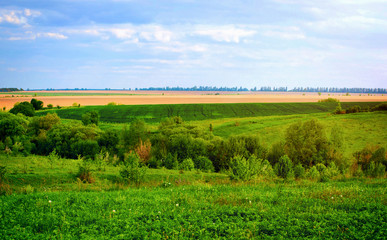 Summer landscape with green grass, and clouds