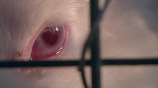 White rabbit inside the cage looking at camera close up.
