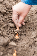 Onion planting in the ground