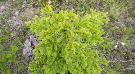Small fir-tree. View from above. Nature.