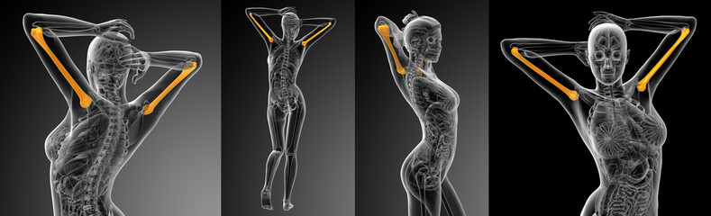 3d rendering medical illustration of the humerus bone - obrazy, fototapety, plakaty