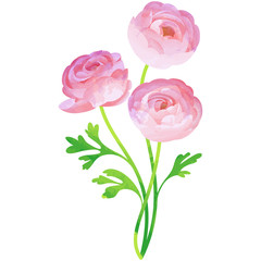ranunculus - birth flower vector illustration in watercolor paint textures