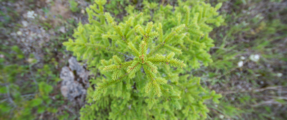 Fototapeta na wymiar Small fir-tree. View from above. Nature.