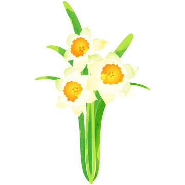 narcissus - birth flower vector illustration in watercolor paint textures