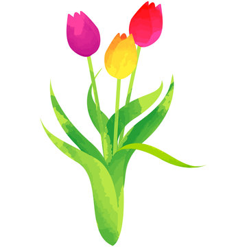 tulip - birth flower vector illustration in watercolor paint textures