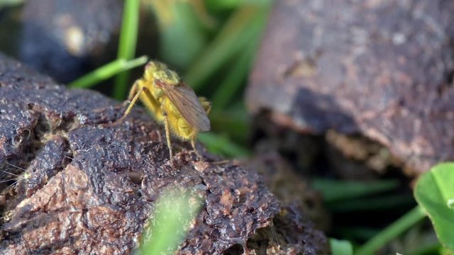 Macro shot of brown fly on dog dung.
