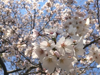 満開の桜