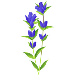 Fototapeta na wymiar gentian - birth flower vector illustration in watercolor paint textures