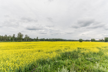 Green autumn fields with massive stormy clouds. Nature landscape. 