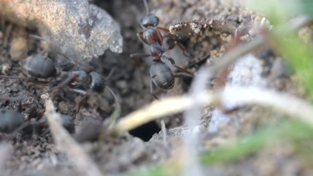Macro shot of ants swarming around a hole.
