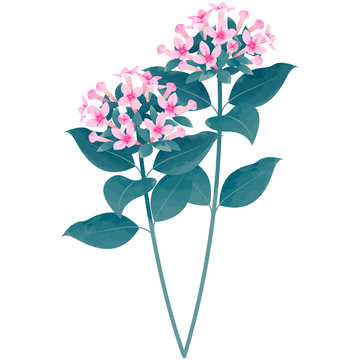 bouvardia - birth flower vector illustration in watercolor paint textures