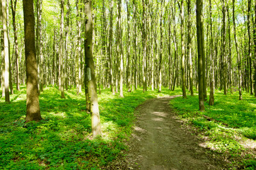 Path in spring green forest