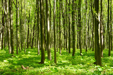 Plakat forest green