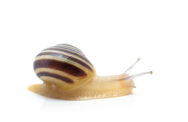 snail on a white background. macro